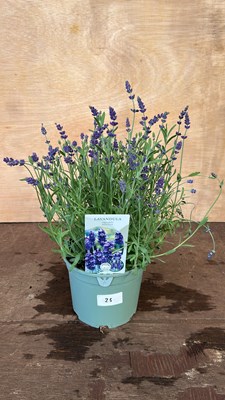 Lot 1023 - Lavender Hidcote