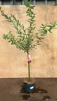 Lot 1024 - Salix Flamingo