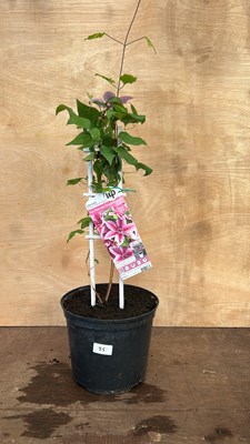 Lot 1025 - Pink Clematis