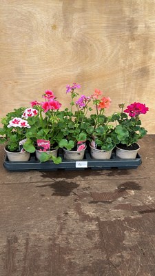 Lot 1026 - Tray of 10 mixed Geraniums