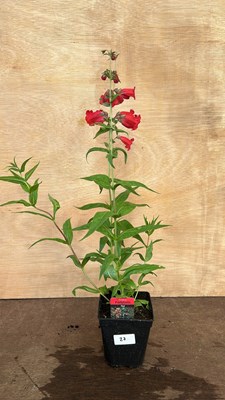 Lot 1027 - Penstemon Partybells Red