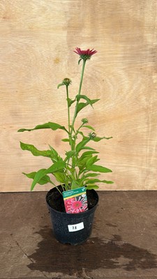 Lot 1028 - Echinacea Orange Pipes