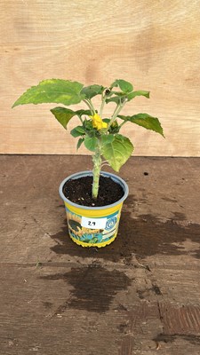 Lot 1029 - potted sunflower