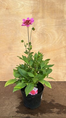 Lot 1030 - Dahlia Starburst Pink