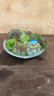 Lot 1032 - metal bowl of sempervivum hardy succulents