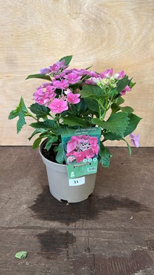 Lot 1033 - Hydrangea Teller Pink