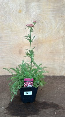 Lot 1034 - Achillea Desert Eve Deep Rose