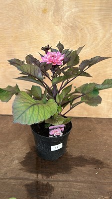 Lot 1035 - Dahlia La Tour