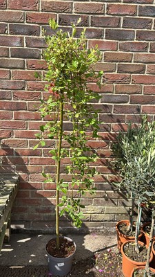 Lot 1036 - Salix Kilmarnock weeping willow tree