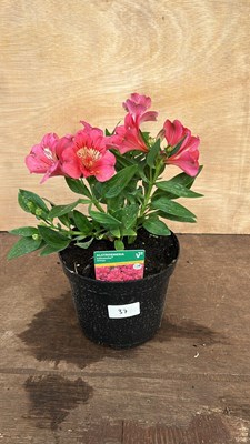 Lot 1037 - Alstromeria Malaga