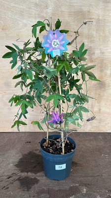 Lot 1038 - Passionflower