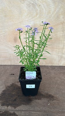 Lot 1039 - Iberis Mermaid Lavender