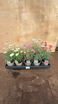 Lot 1040 - tray of 10 mixed marguerites
