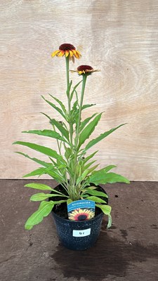 Lot 1041 - Echinacea Sombrero