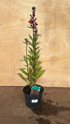 Lot 1042 - Lobelia Fanship Burgandy