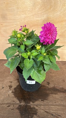 Lot 1043 - Dahlia Violet Bicolor