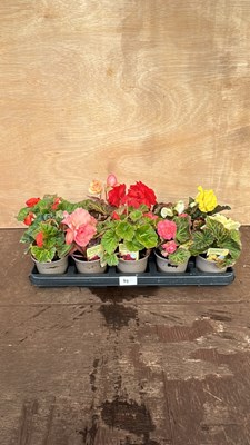 Lot 1044 - Tray of 10 mixed nonstop Begonias