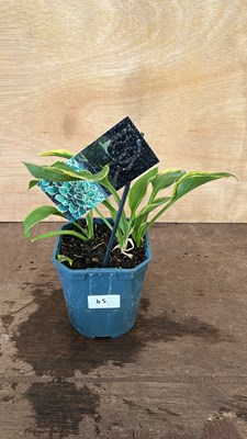 Lot 1045 - Hosta Aureomarginata