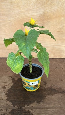 Lot 1046 - potted Sunflower
