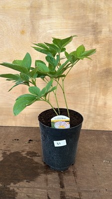 Lot 1047 - Peony Krinkled White