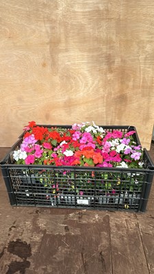 Lot 1048 - Crate of 5 - 6 pack Busy Lizzies