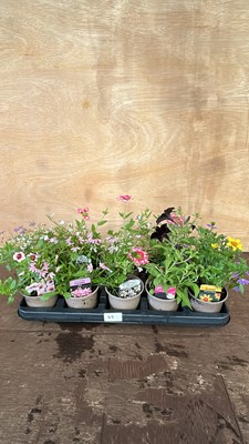 Lot 1049 - mixed tray of 10 basket plants