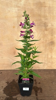 Lot 1051 - Penstemon Partybells Violet