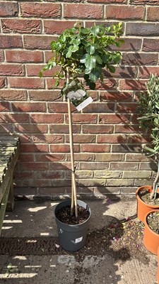 Lot 1052 - Standard Rose - White
