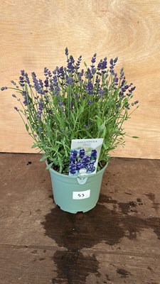 Lot 1053 - Lavender Hidcote