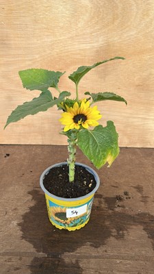 Lot 1054 - Potted Sunflower