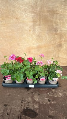 Lot 1055 - Tray of 10 mixed upright Geraniums