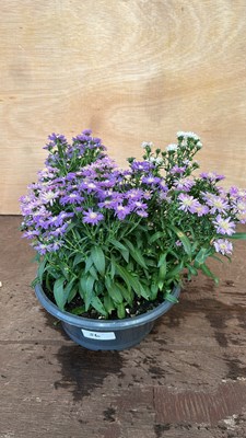 Lot 1056 - bowl of Aster Daisies