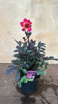 Lot 1057 - Dahlia Happy Days