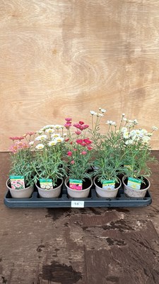 Lot 1058 - tray of 10 mixed Marguerites
