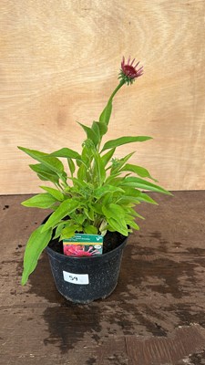 Lot 1059 - Echinacea Semi Double Orange Pipes