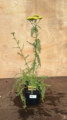 Lot 1060 - Achillea Desert Eve Teracotta