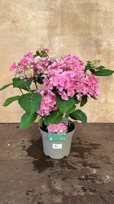 Lot 1061 - Pink Hydrangea