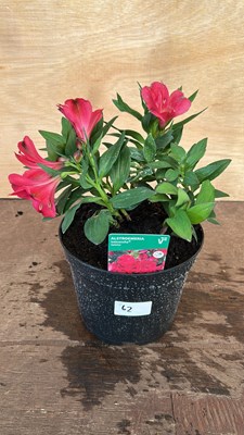 Lot 1062 - Alstromeria Valetta