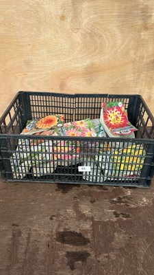 Lot 1063 - crate of 12 packs of mixed summer bulbs