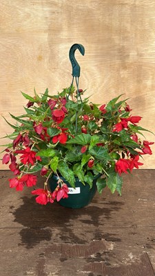 Lot 1064 - Hanging pot of Begonias
