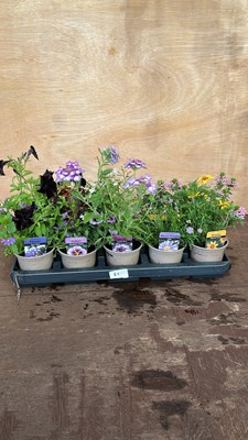 Lot 1065 - mixed tray of 10 basket plants
