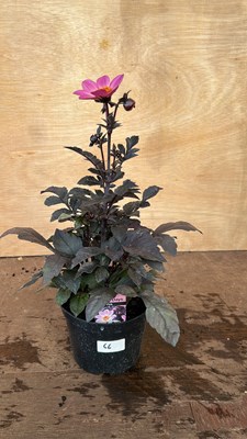 Lot 1066 - Dahlias Happy Days Pink