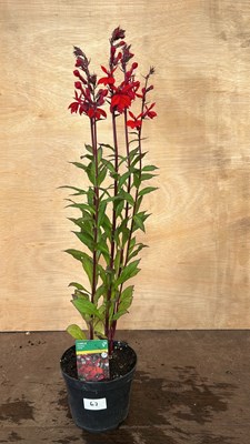 Lot 1067 - Lobelia Fanship Scarlet
