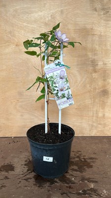 Lot 1068 - Clematis