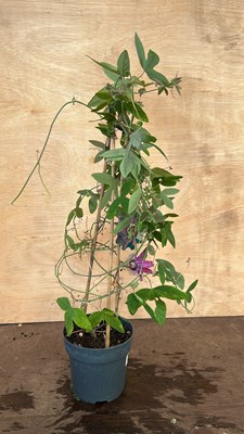 Lot 1069 - Pink blooming dreams Passionflower