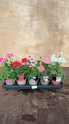 Lot 1070 - mixed tray of 10 Upright Geraniums