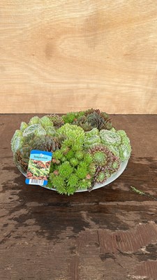 Lot 1071 - metal bowl of Sempervivum hardy succulents