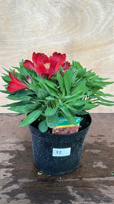 Lot 1072 - Alstromeria Inticancha Doba