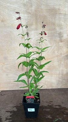 Lot 1073 - Penstemon Partybells Red