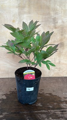 Lot 1074 - Peony Karl Rosenfield